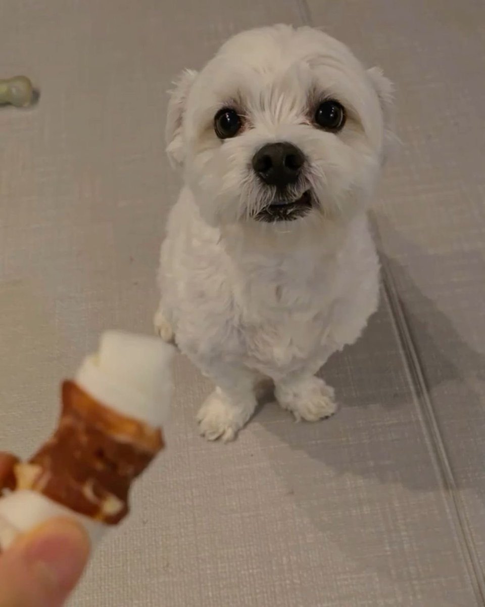 sana 🐈 tweet media