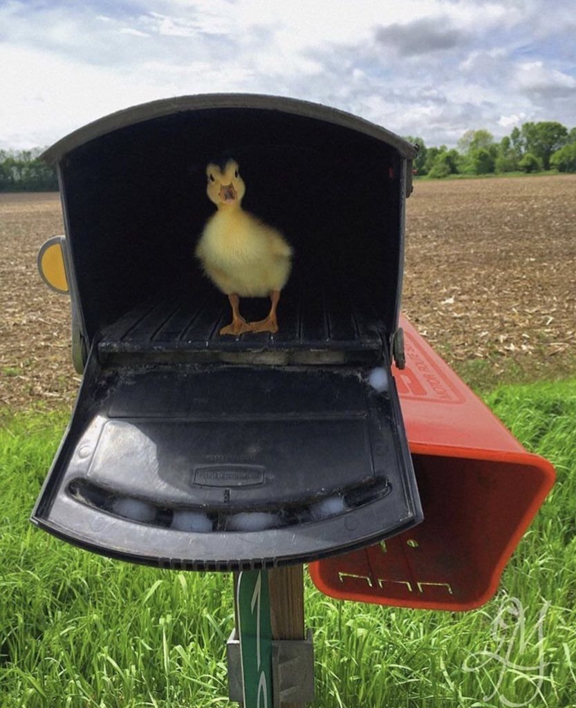 Quacks Lady tweet media