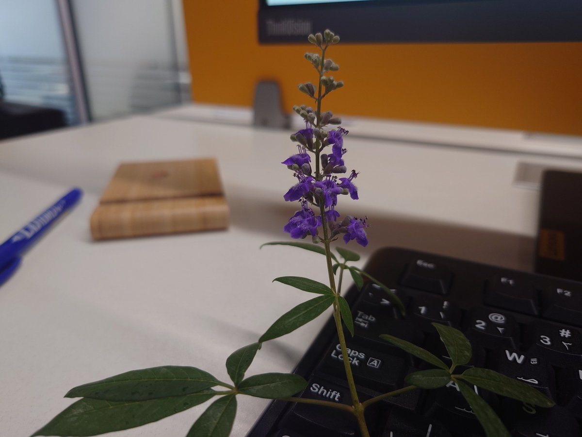 ZiaAlQasmi's tweet image. For Someone.... #A