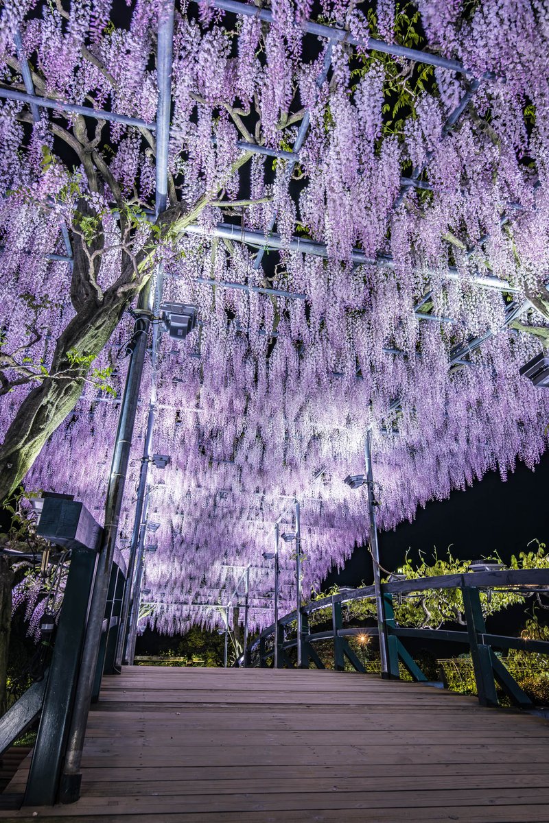 よしと tweet media