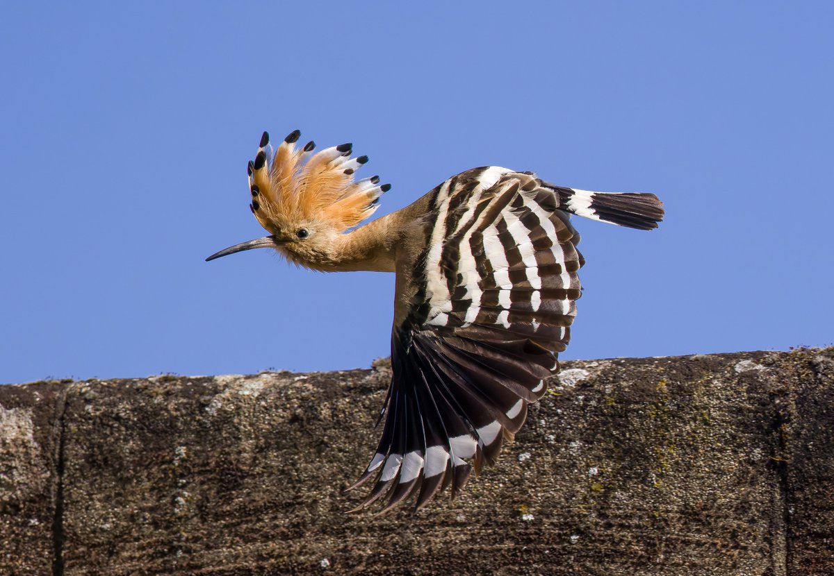 alan lewis wildlife stuff tweet media