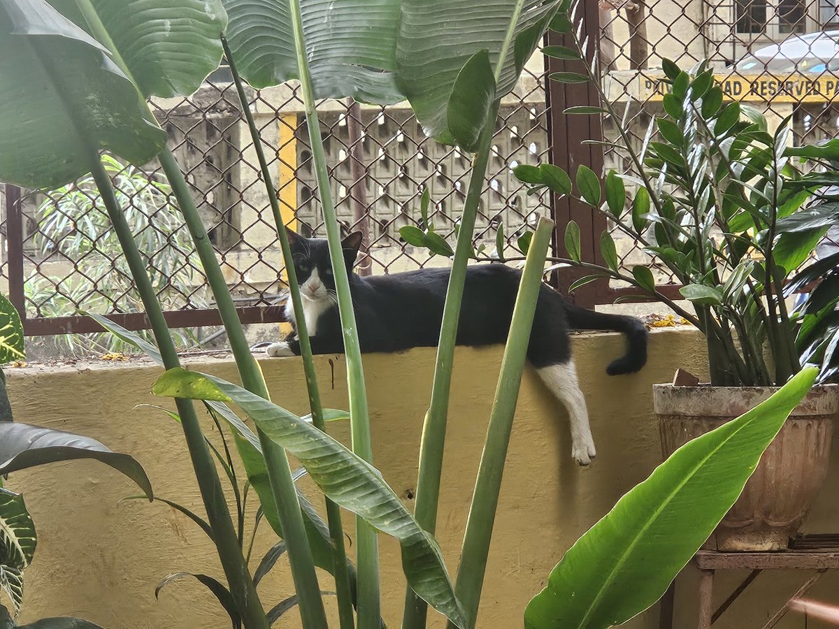 mridulachakraborty.🇮🇳 tweet media