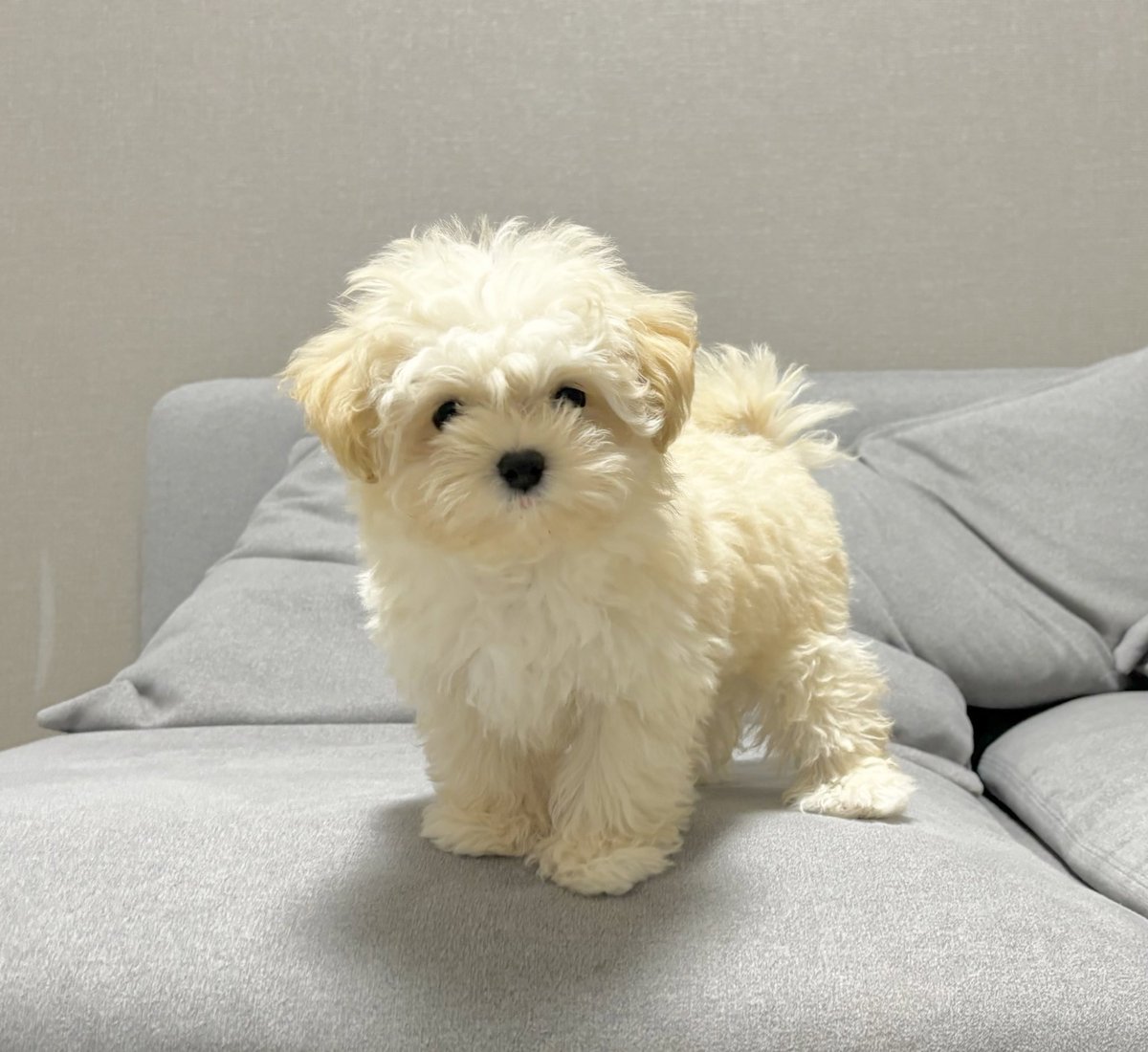 マルプーのぽてと tweet media