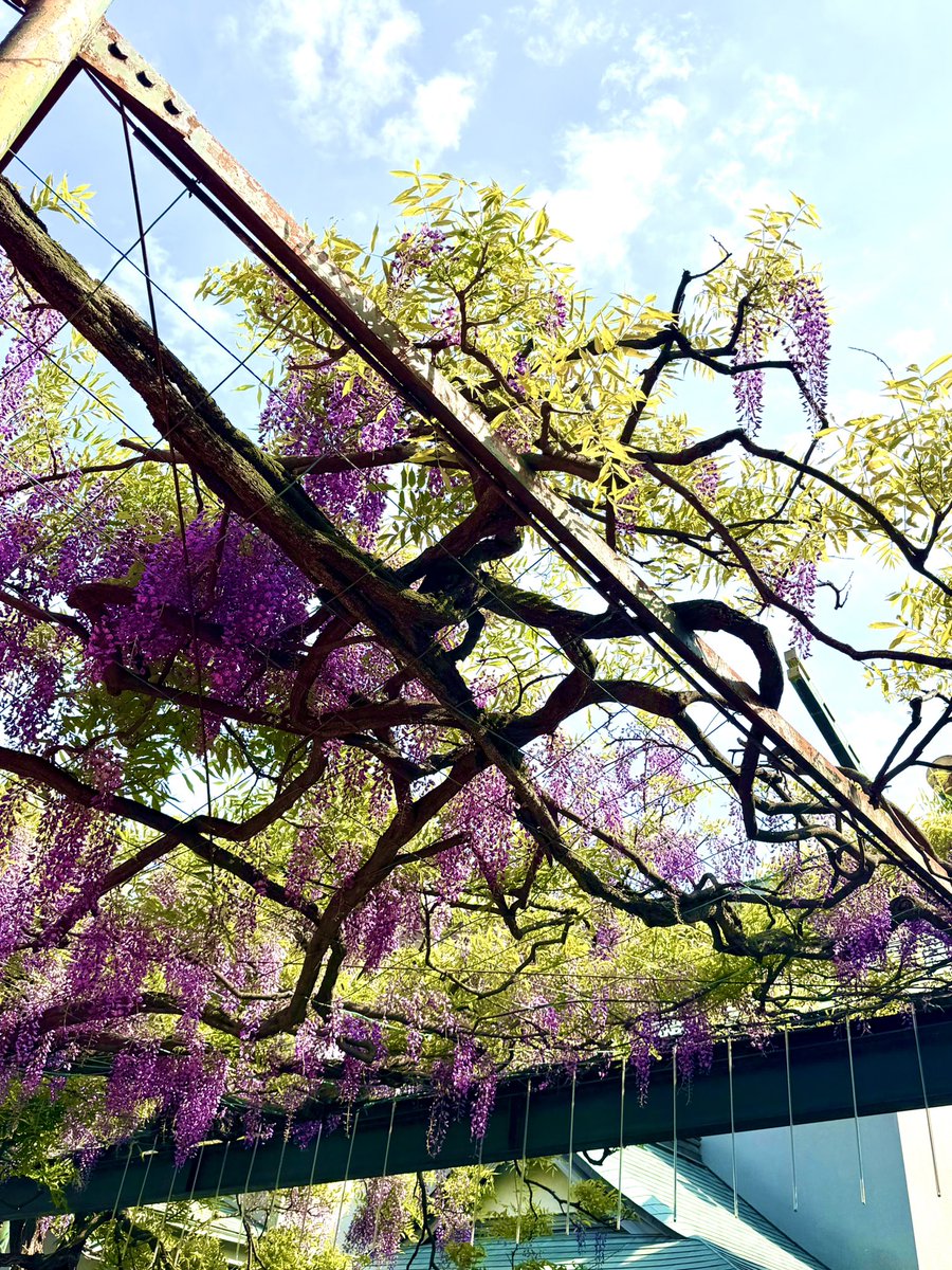 i_ro_ha168's tweet photo. #国領神社千年乃藤まつり
藤の花が見頃を迎え、快晴の中開催された藤まつり。「彩羽を見に来たよ」と沢山の方がお声掛けくださる、地元の大好きなお祭り♡ 応援いただいた皆様、そして楽しいお祭りを準備いただいている運営の皆さま。ありがとうございました！
#よさこい #彩羽iroha #東京 #調布 https://t.co/TV0AEmrjS7