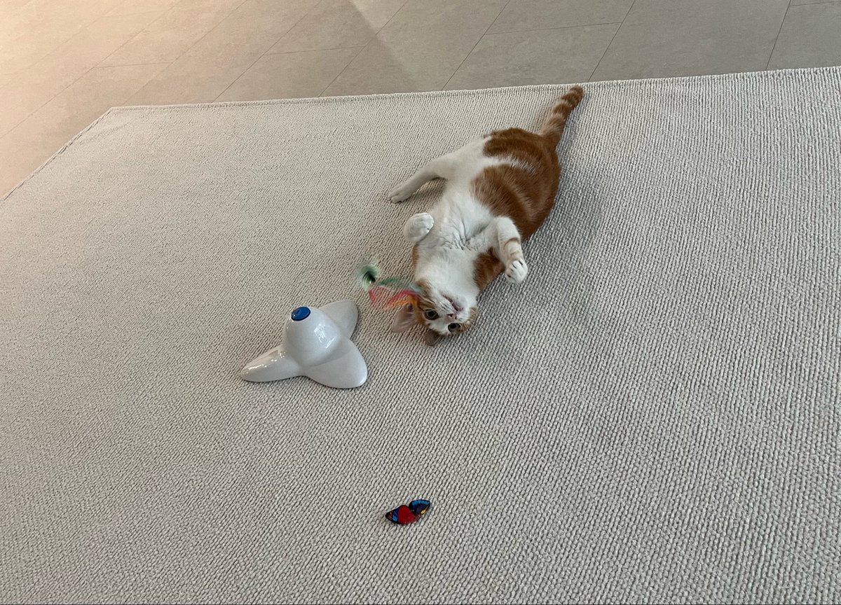 엄청 재미지대
원래 사냥도 얌전하게 하는데
가끔 이렇게 발라당