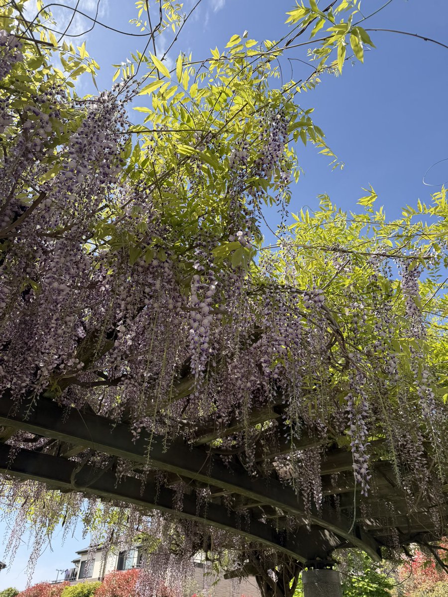 スパルタンレースには必須の「雲梯」
まだ雲梯が出来ません🥲
雲梯がある近くの公園に行き、特訓してます☆
公園内に咲いてる藤の花がとても綺麗でした🌸