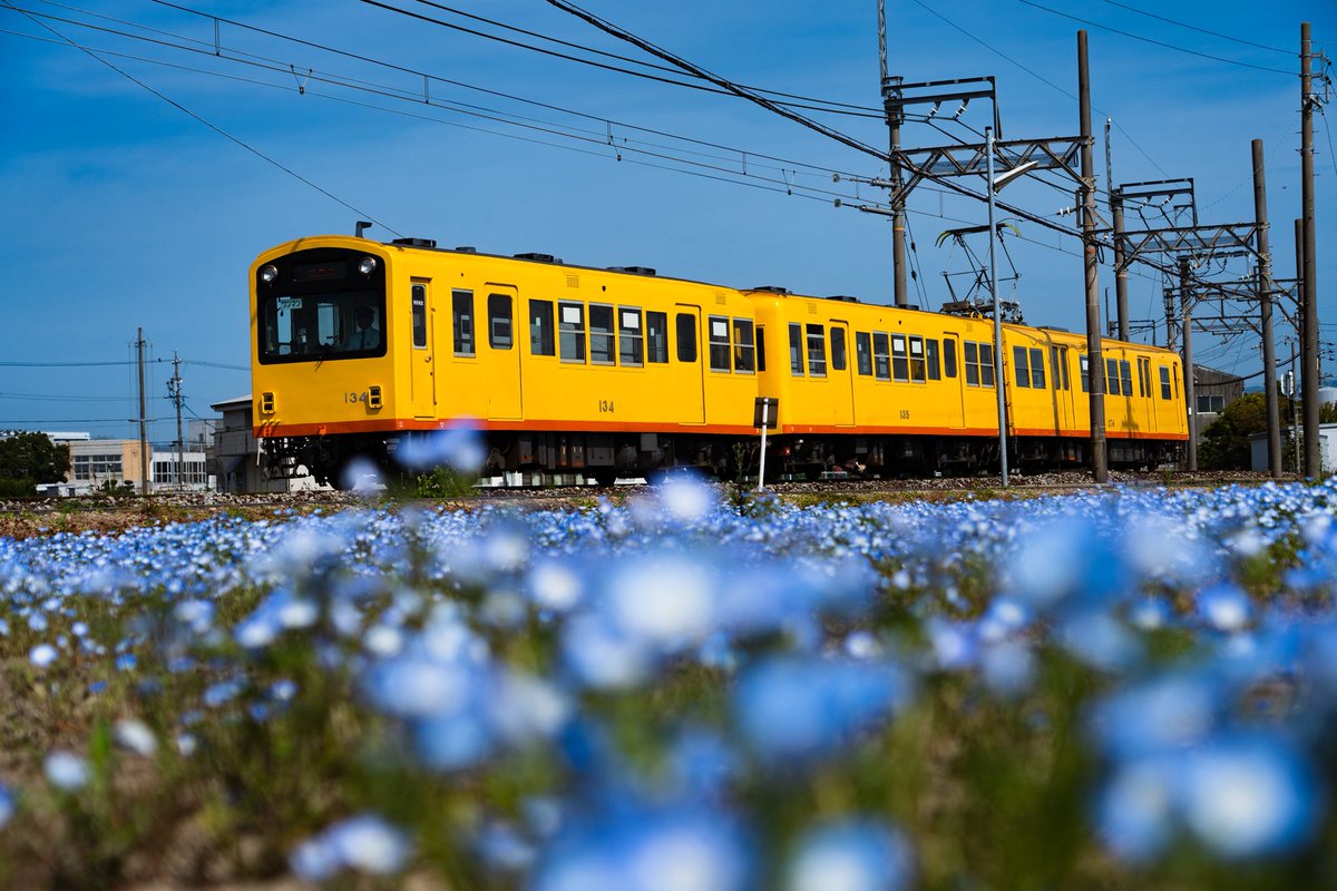 sakyojet's tweet photo. 早起きして大泉駅のネモフィラ畑でカメ活 https://t.co/vuMDHgzkMp