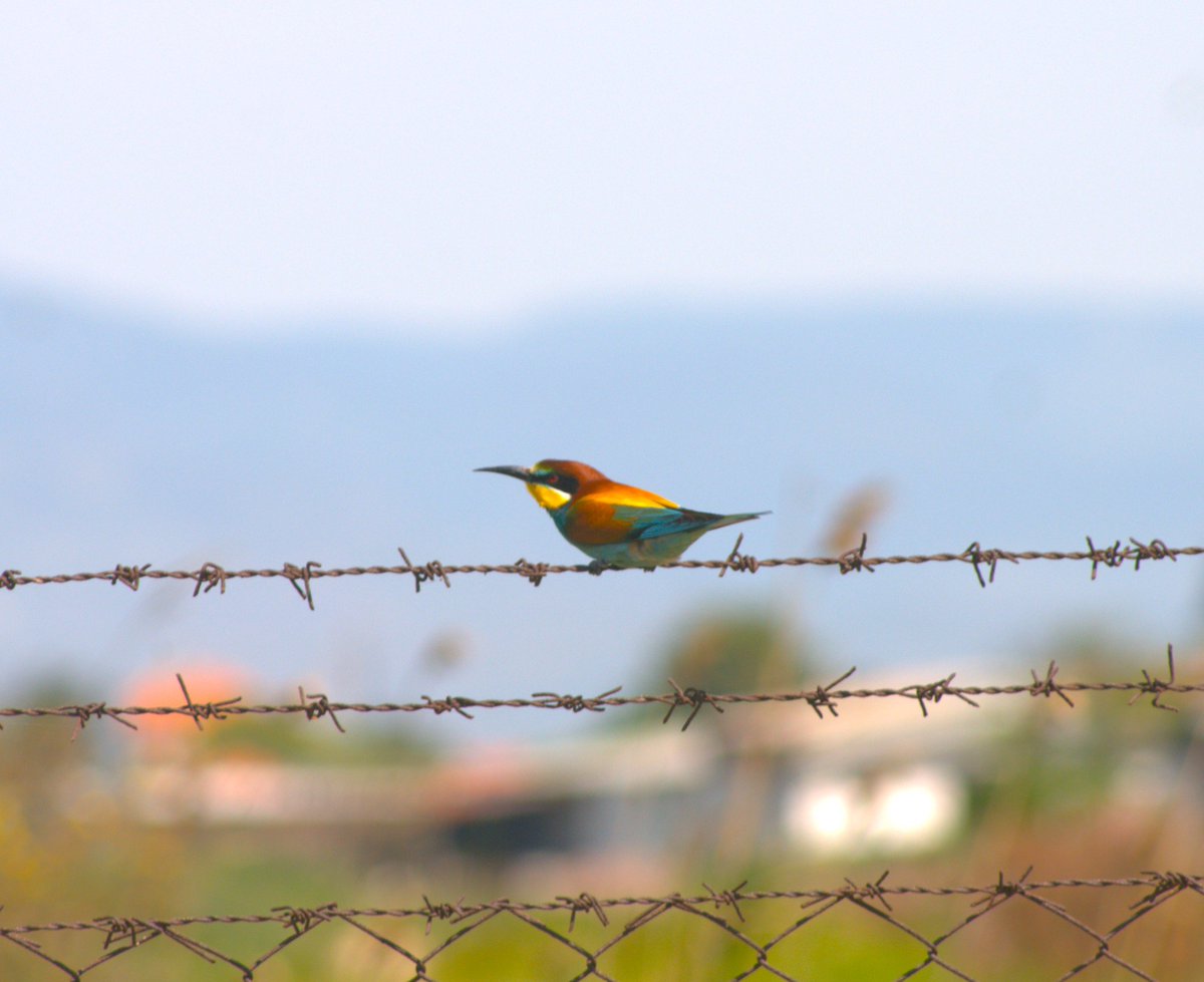 Hakaka30's tweet image. european bee-eater that i found on a walk yesterday
#birding #turkey