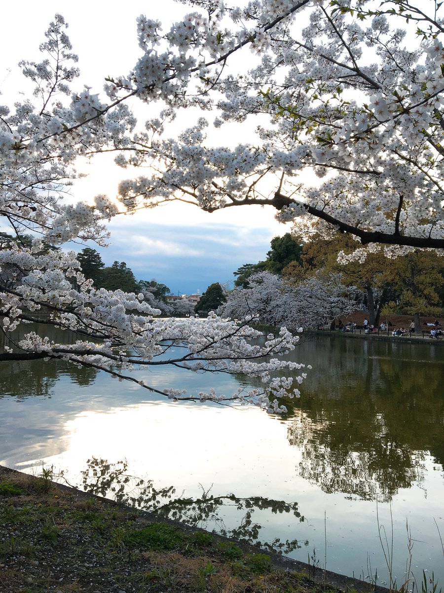 *紅葉*。☆°＊🌙🌳🐢。✨✨ tweet media