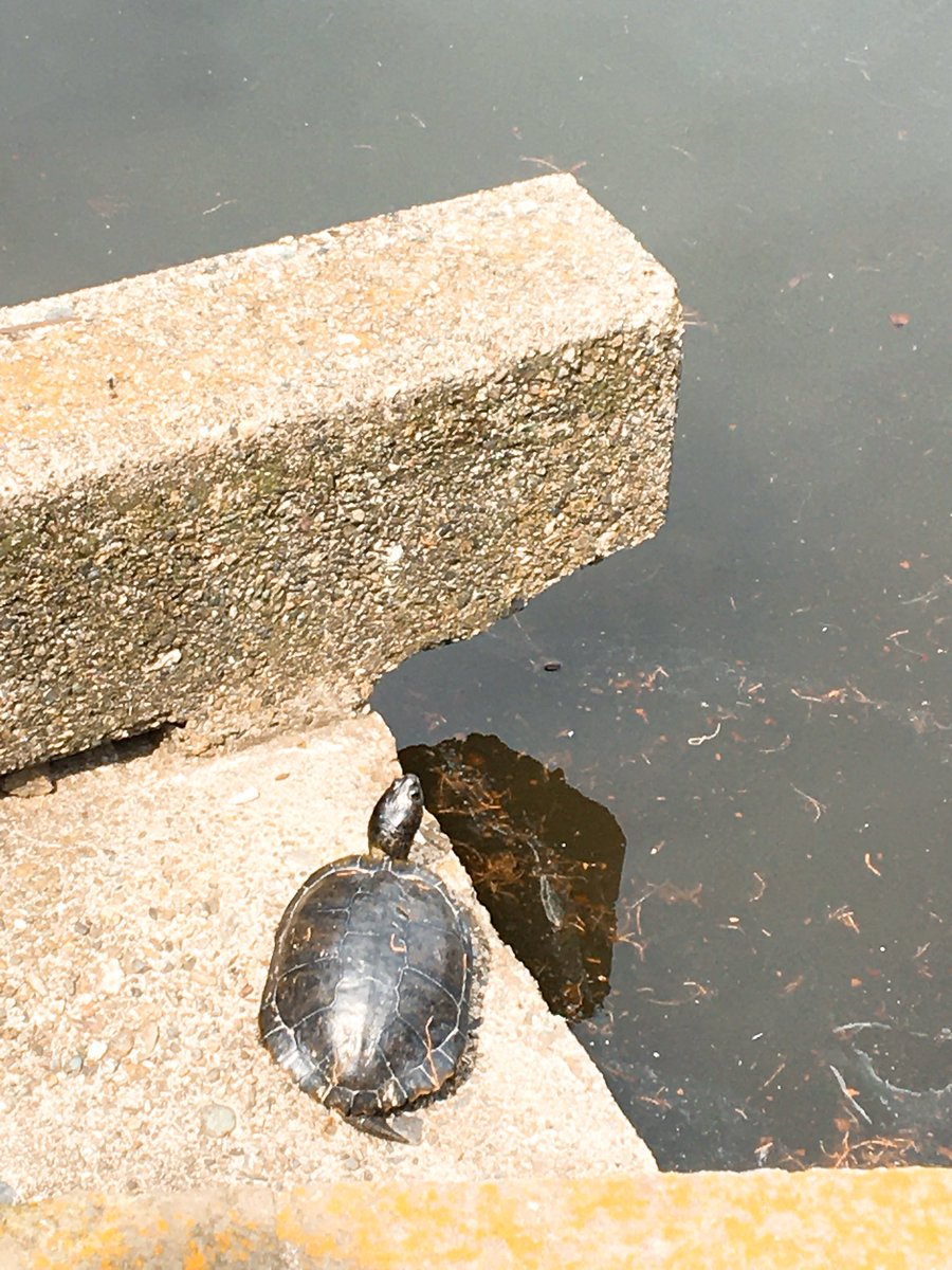 *紅葉*。☆°＊🌙🌳🐢。✨✨ tweet media