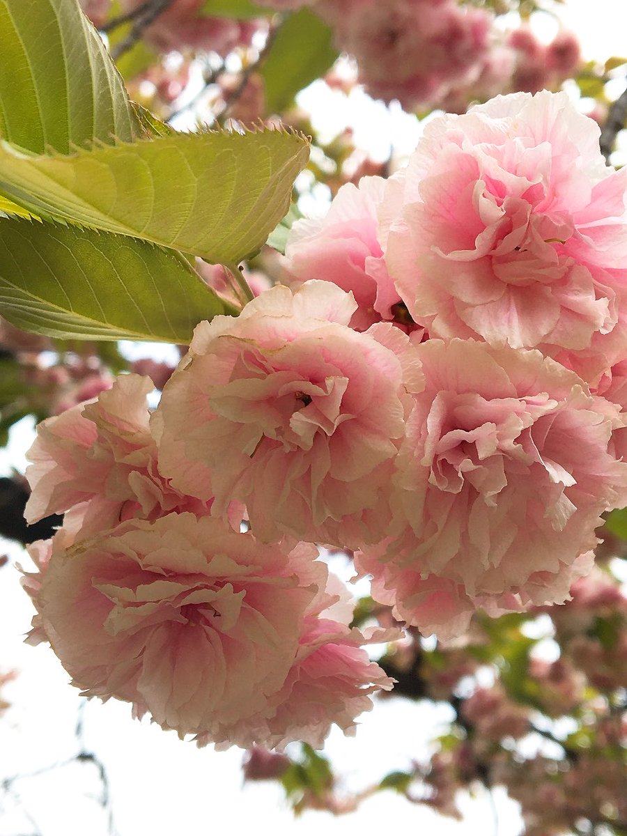 *紅葉*。☆°＊🌙🌳🐢。✨✨ tweet media