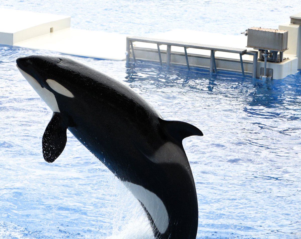 fairy_nameko's tweet image. 写真取り込んだだけですっかり忘れ去られていたシャチの写真
二、三か月前やったかな？
＃神戸須磨シーワールド #シャチ #zf #Nikon