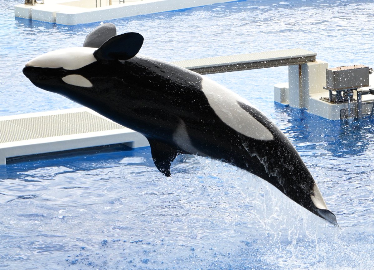 fairy_nameko's tweet image. 写真取り込んだだけですっかり忘れ去られていたシャチの写真
二、三か月前やったかな？
＃神戸須磨シーワールド #シャチ #zf #Nikon