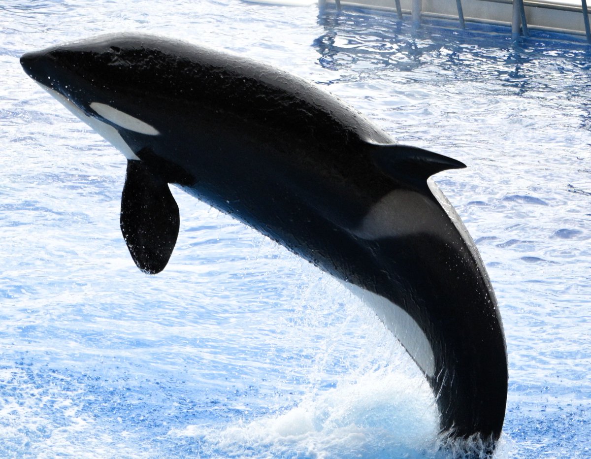 fairy_nameko's tweet image. 写真取り込んだだけですっかり忘れ去られていたシャチの写真
二、三か月前やったかな？
＃神戸須磨シーワールド #シャチ #zf #Nikon