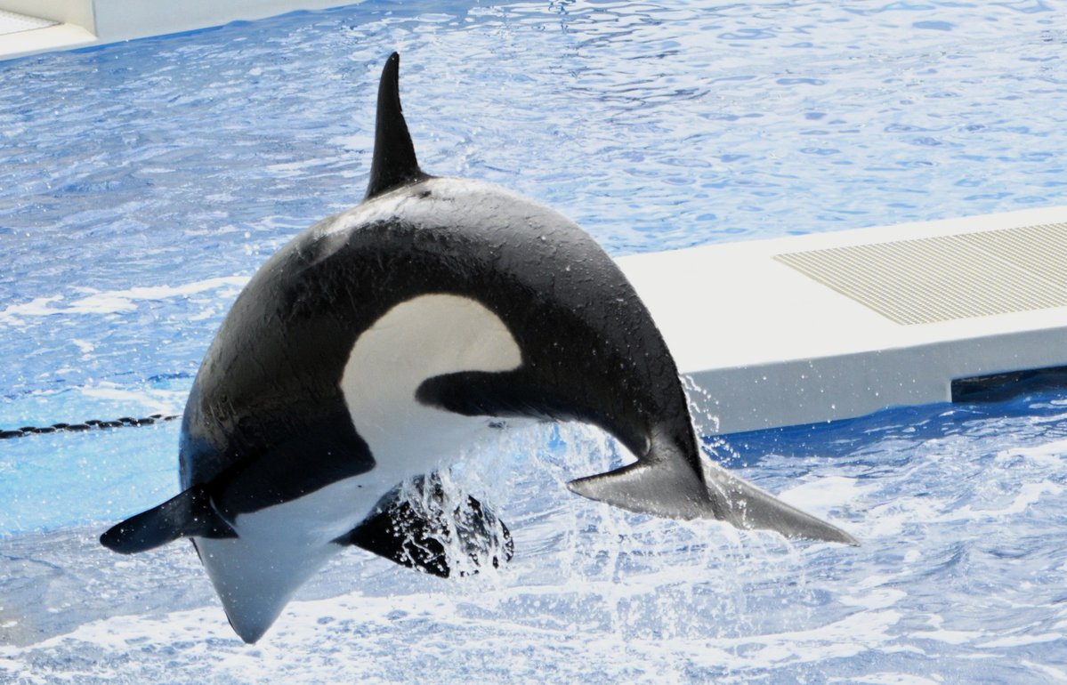 fairy_nameko's tweet image. 写真取り込んだだけですっかり忘れ去られていたシャチの写真
二、三か月前やったかな？
＃神戸須磨シーワールド #シャチ #zf #Nikon