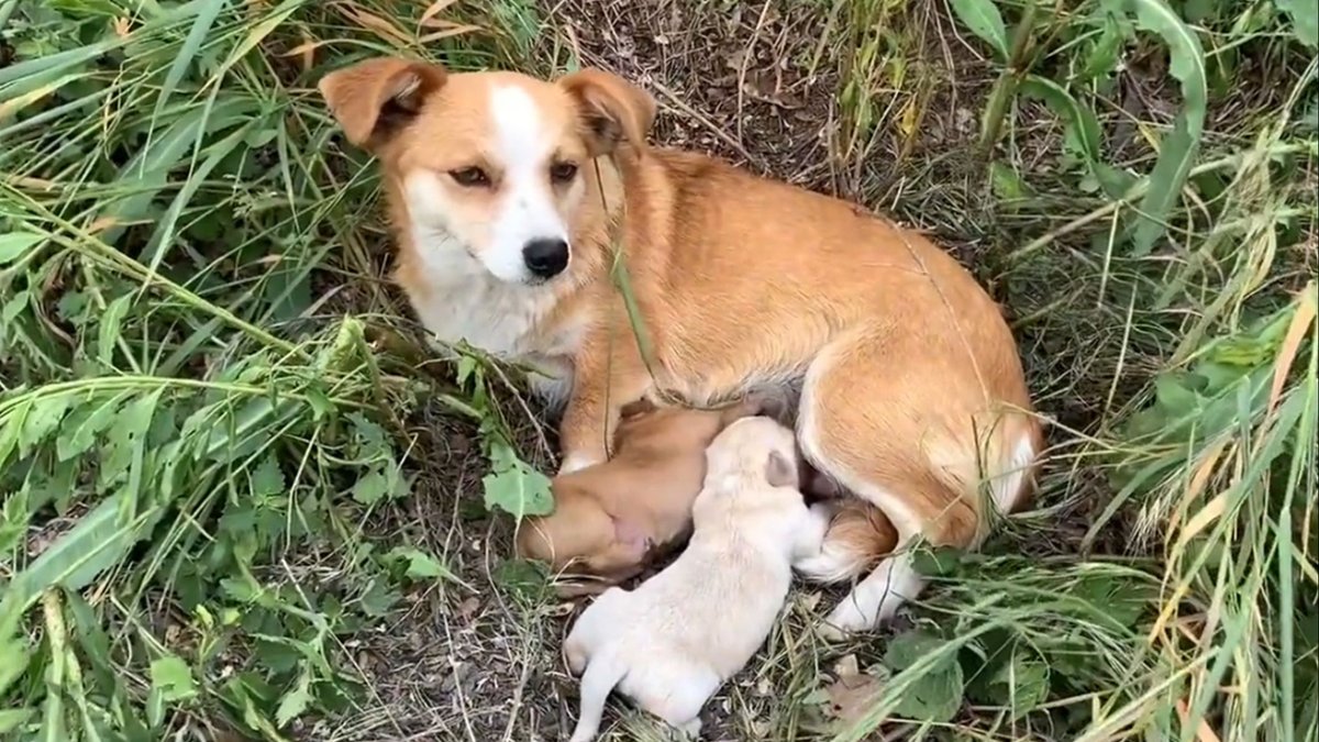 Lusitanø Døs Santøs  tweet media