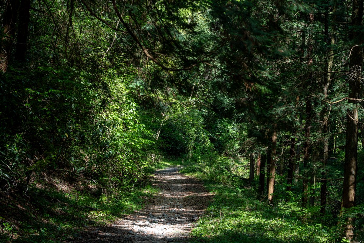 おもち tweet media