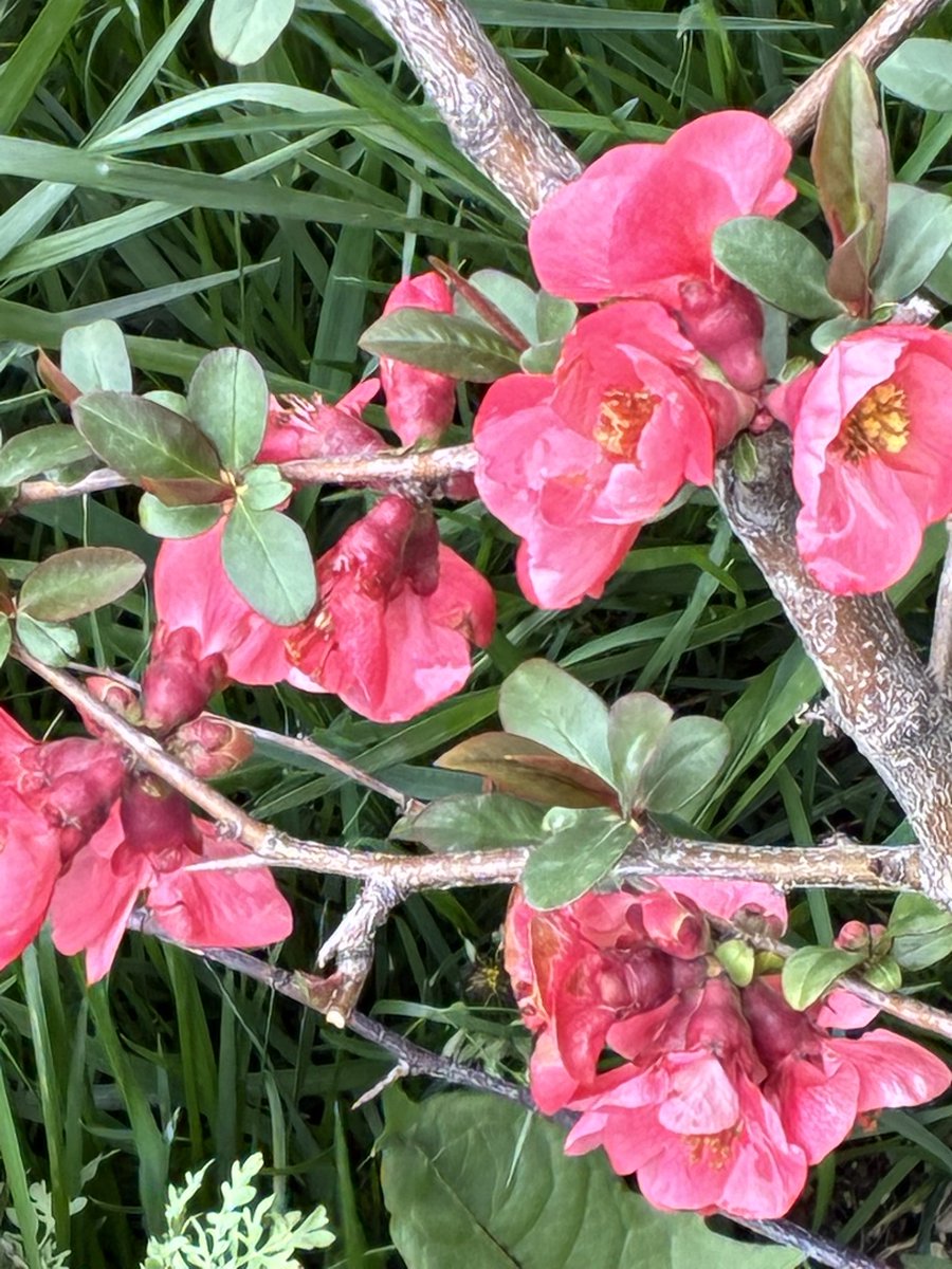 Bayram Sade tweet media