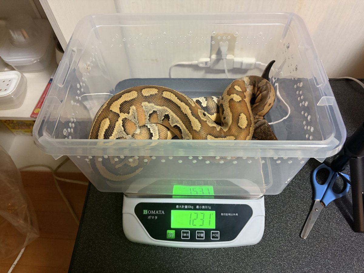 CamCam190108's tweet image. ブラッドパイソンようやく💩をしてくれました…😭😭😭
飼っているミニチュア🐕よりもデカいのしてて普通にビビりました笑笑
因みに体重測定したら1.2kgでした…
ヤバすぎ😂

#ブラッドパイソン 
#爬虫類飼育
#reptiles