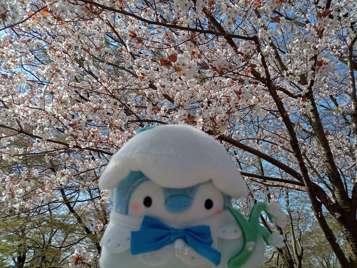 hayate1981's tweet photo. 桜が散りつつあるけれど、地元の公園で桜祭りやっていたよ🌸🐧
屋台でコウペンちゃん袋のわたーめ見かけた🐧🙂 https://t.co/eh838RUpG9