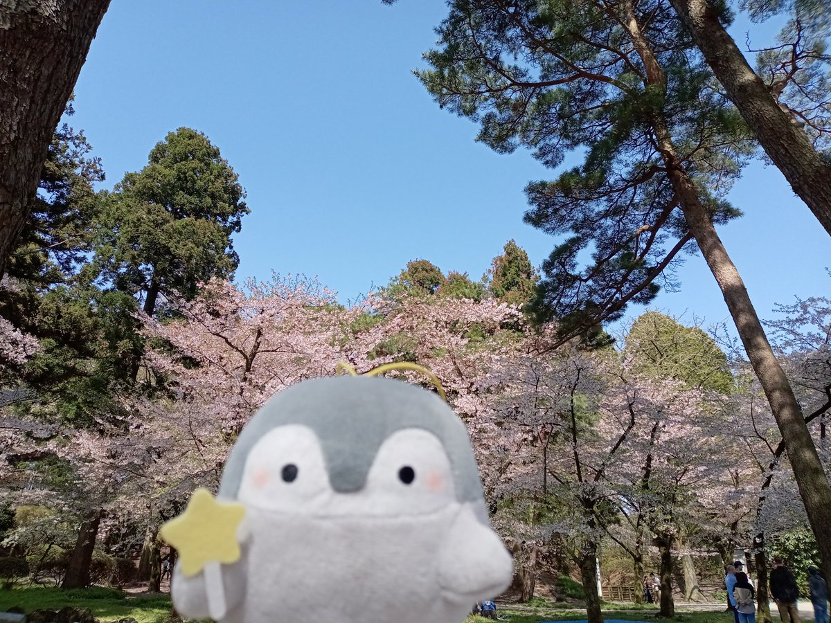 hayate1981's tweet photo. 桜が散りつつあるけれど、地元の公園で桜祭りやっていたよ🌸🐧
屋台でコウペンちゃん袋のわたーめ見かけた🐧🙂 https://t.co/eh838RUpG9