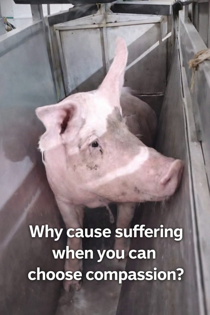 nasrene41's tweet image. #Vegan #PlantBased #AnimalsAreSentient
This is a life, not a product.
Choose compassion over convenience. 
Every choice matters.