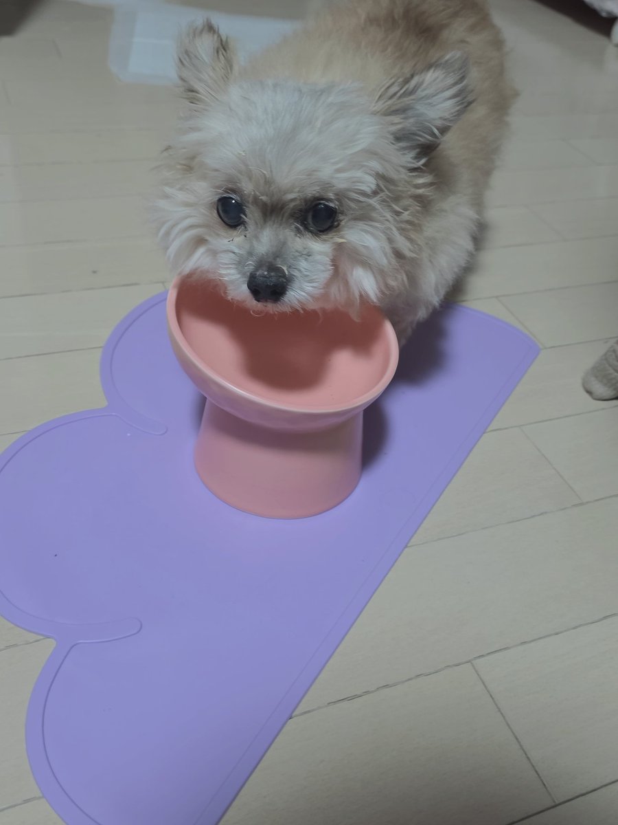 𝖒𝖔𝖓𝖔わんこ tweet media