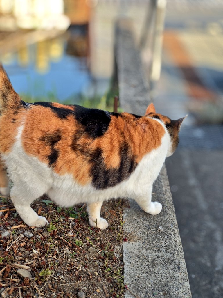 ori_butz's tweet photo. 戸面原ダム、朝イチでエレキが逝く😇
マスターにお借りして何とか出船
結果的に釣果はかなり上々で、
バラシ含め良いサイズ出ました!
#Vander155 の首振りアクション
ストラクチャー周りで見えバイト連発🔥
とりあえず新しいエレキ探します…😭
#バス釣り
#房総リザーバー https://t.co/JjRjWeV1nd