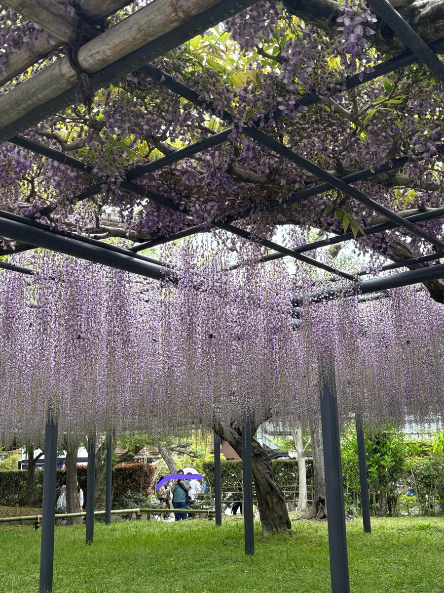 RyukokuKobi's tweet photo. 本日は全体見学会で平等院鳳凰堂に行きました！
十円玉の裏側を一緒に撮影してみました(*^^*)
���等院鳳凰堂は今の時期藤の花が見頃です！

 #龍谷大学  #古美術研究会  #春から龍谷  #春から龍大  #春から龍谷大学 https://t.co/ehI14qL8l8