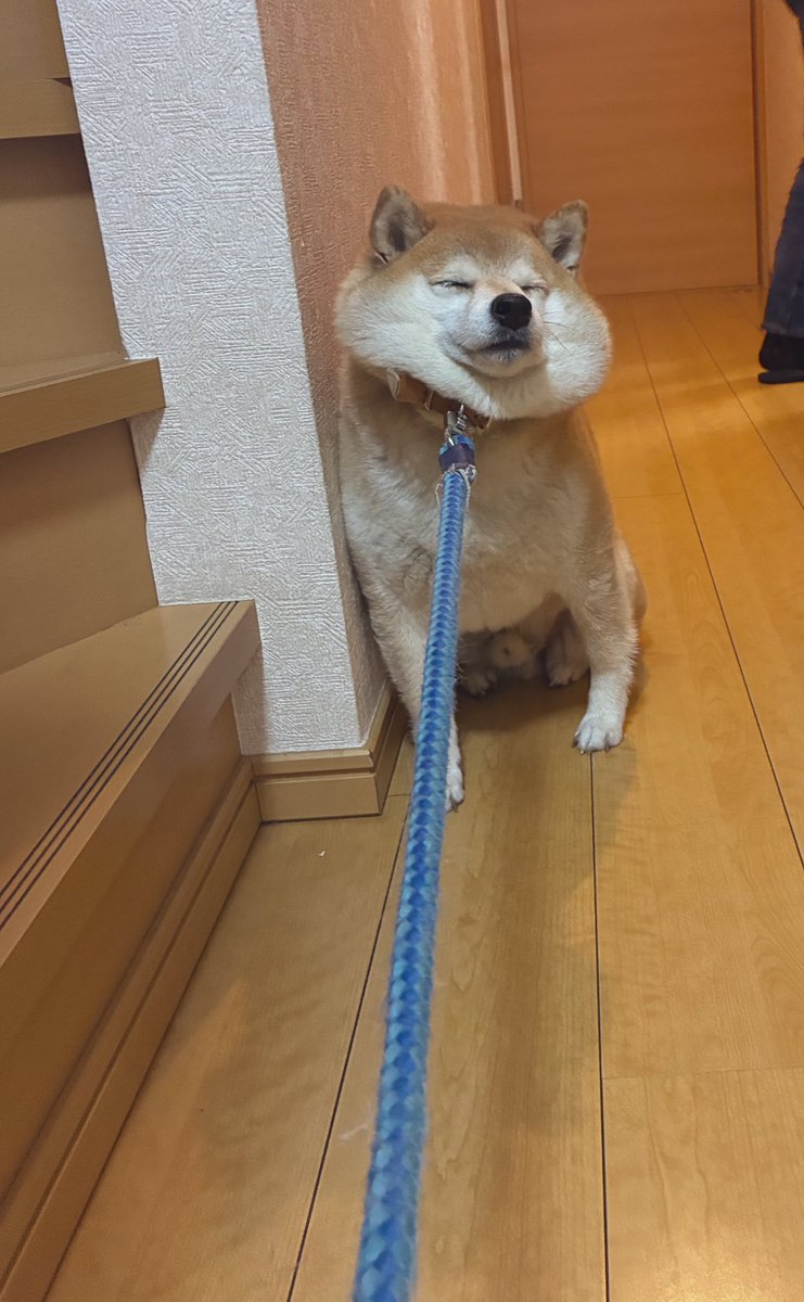 inutsukq's tweet photo. 見事な拒否柴 https://t.co/0CxcuwC6vZ