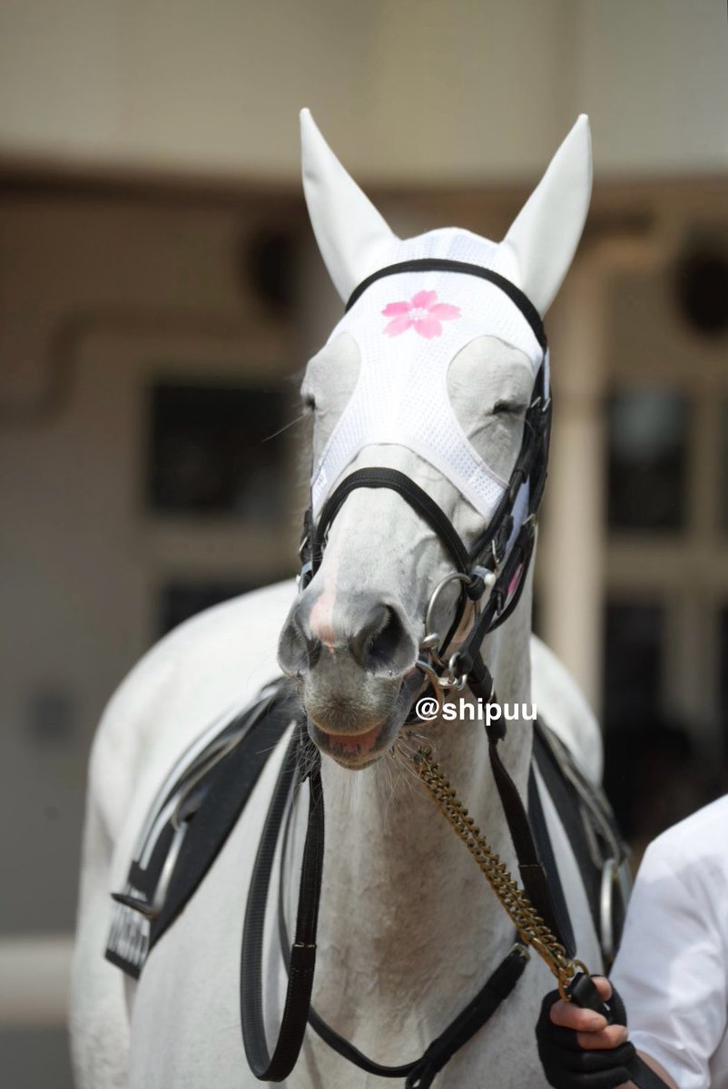 しっぷ-ˏˋ 🖤🐴 ˎˊ- tweet media