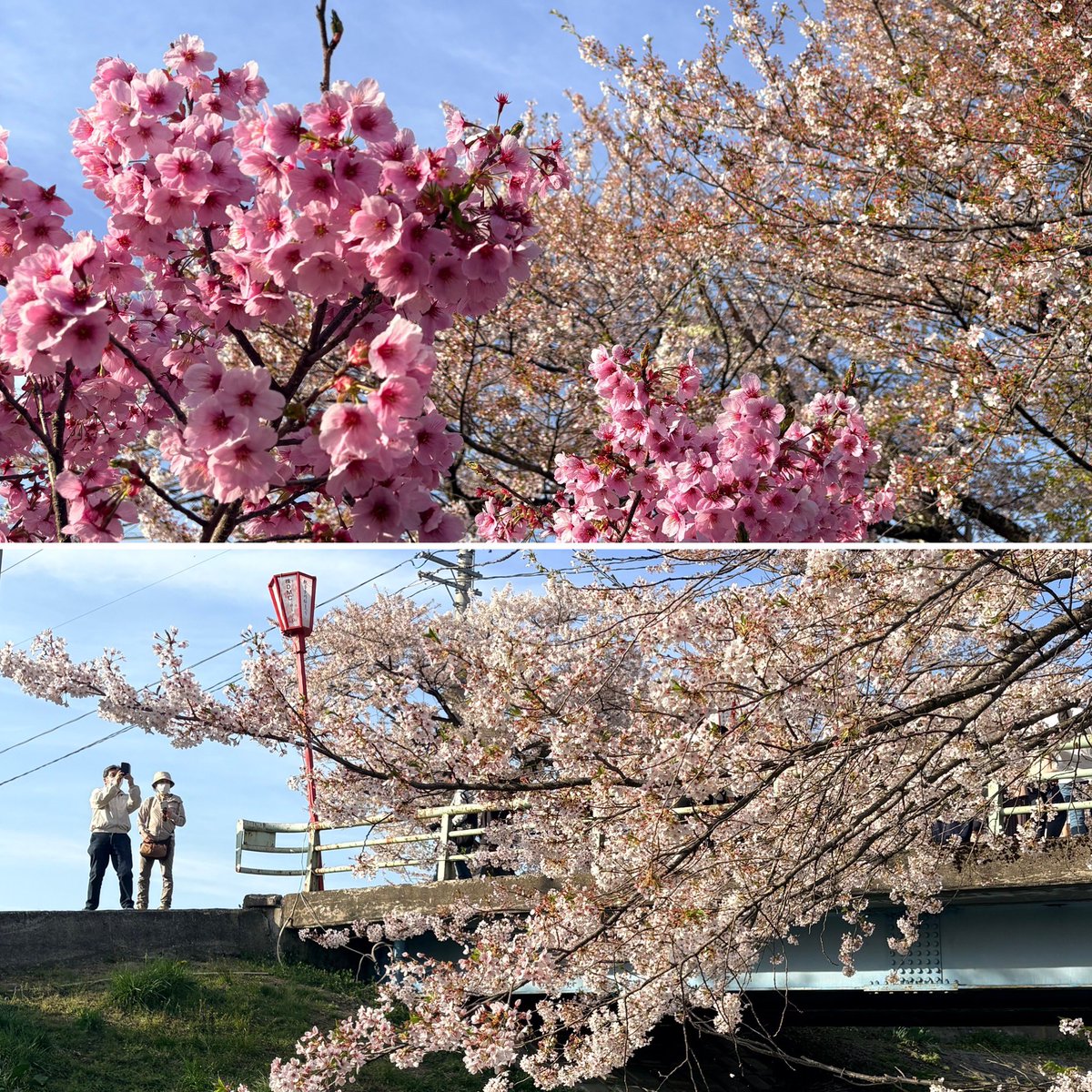 みかのん tweet media