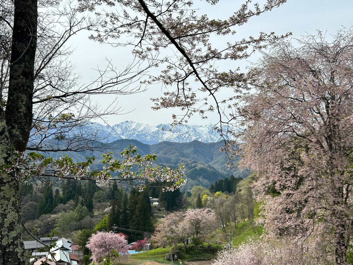 久しぶりに滑らない週末。
薪棚を増設し、午後からはお花見散歩＆ドライブ。

白馬村から。
小川村から。

里山の桜はピークを越えて、いよいよ新緑の時期へ。