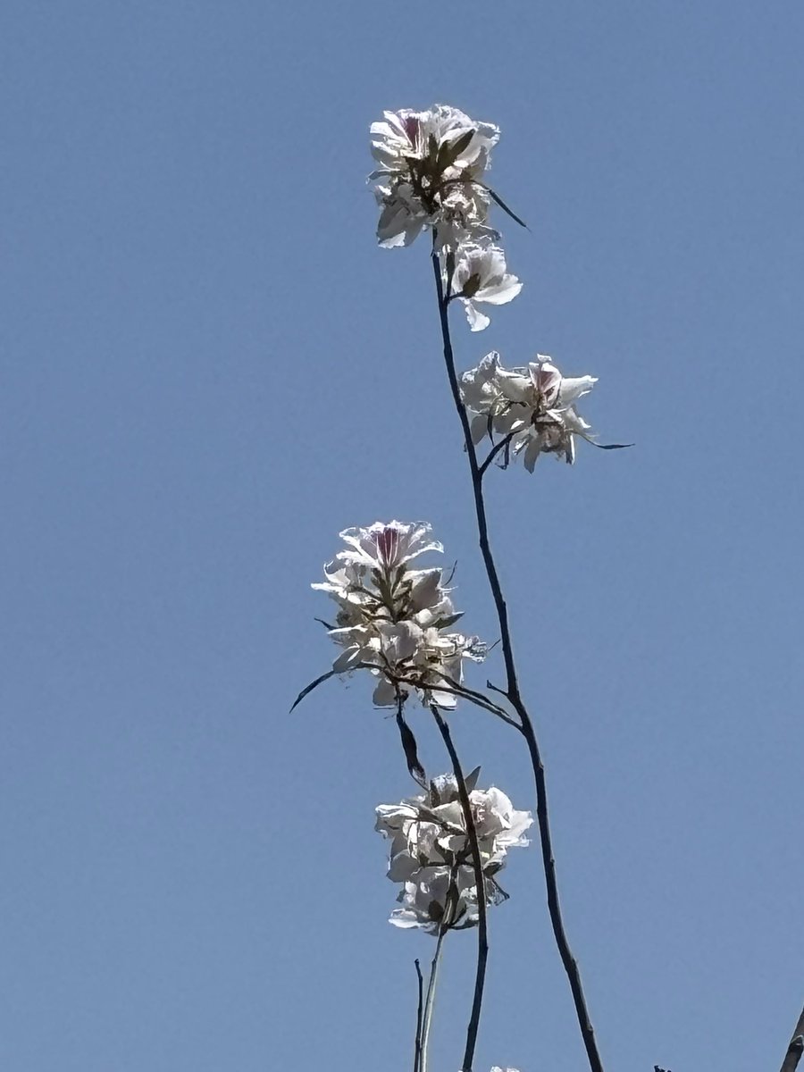 pargaien's tweet photo. Spring’s Final Whisper
With flowers fading and new leaves almost gone, scattered Bauhinia or kachnar trees in white bloom are adding an exceptional beauty to the forest. #Bauhinia #Kachnar #Nature
#theme_pic_India_flowers https://t.co/BaWqhQyNQU