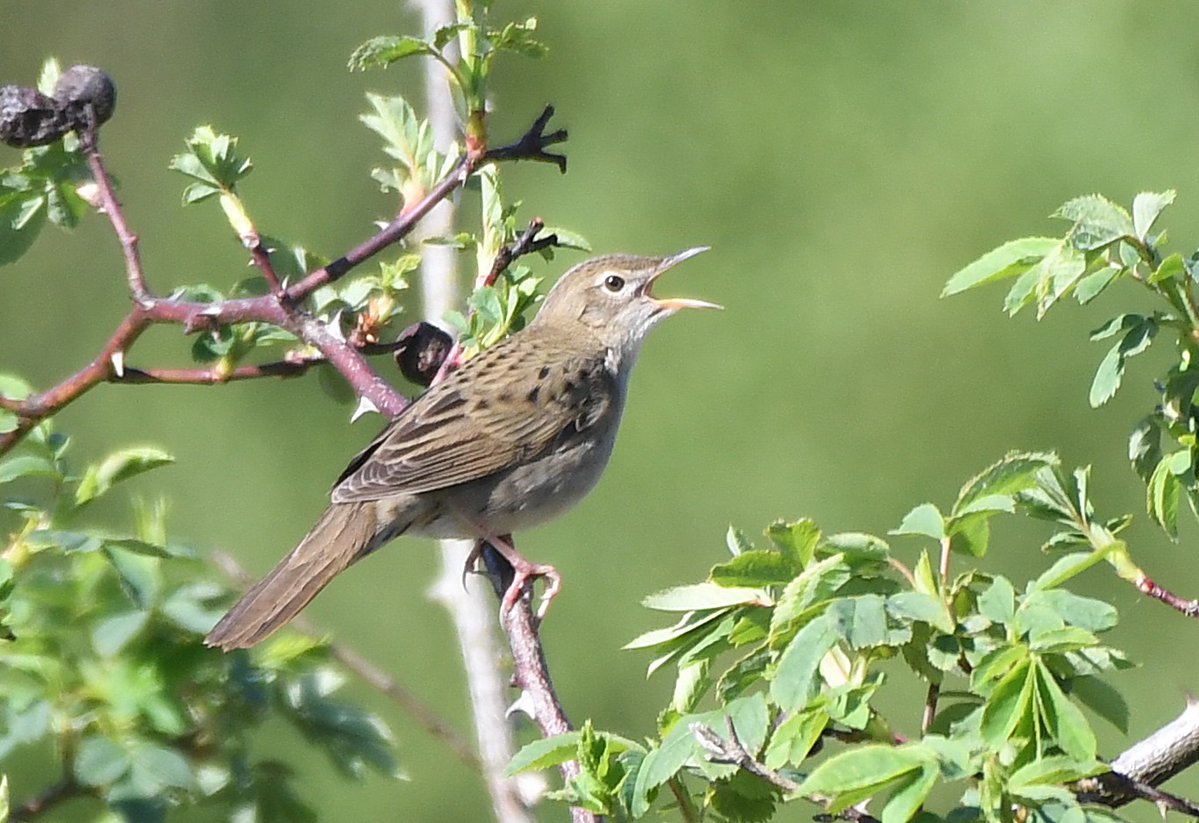 Paul Frost @frostybirding.bsky.social tweet media
