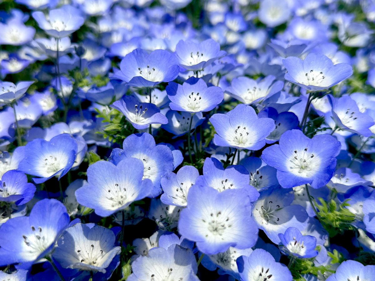 かまんべーる1ごう tweet media