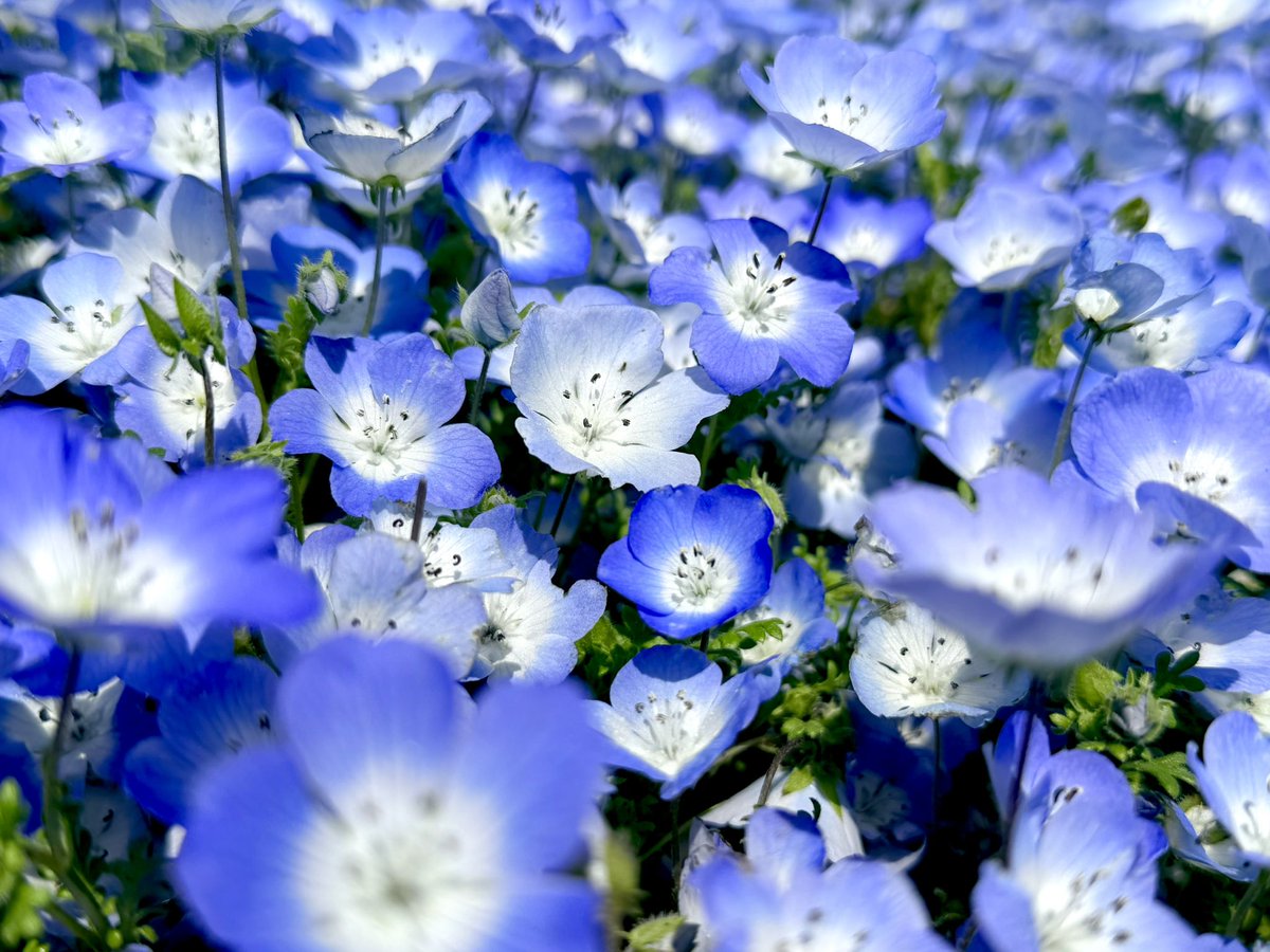 かまんべーる1ごう tweet media