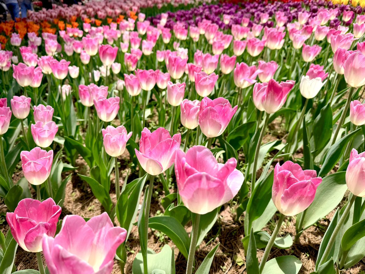 かまんべーる1ごう tweet media