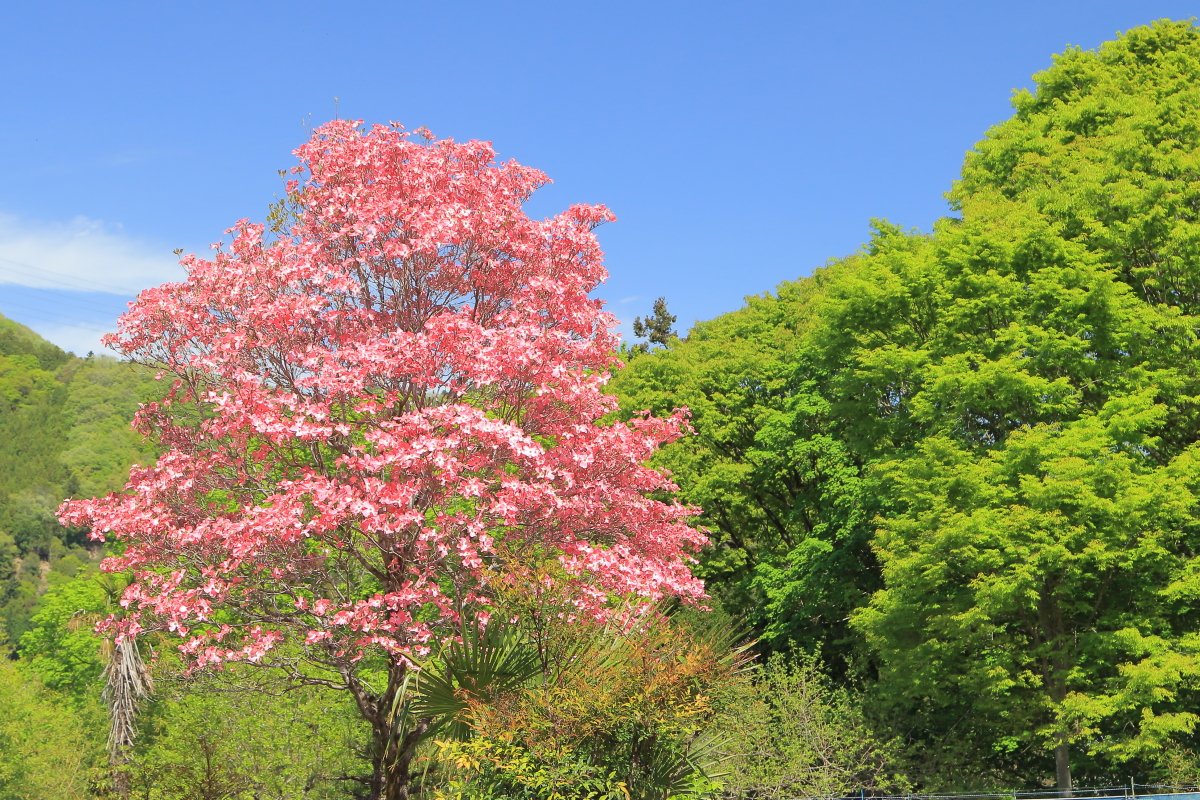 銀河急行🌠ちちぶ９９９号 tweet media