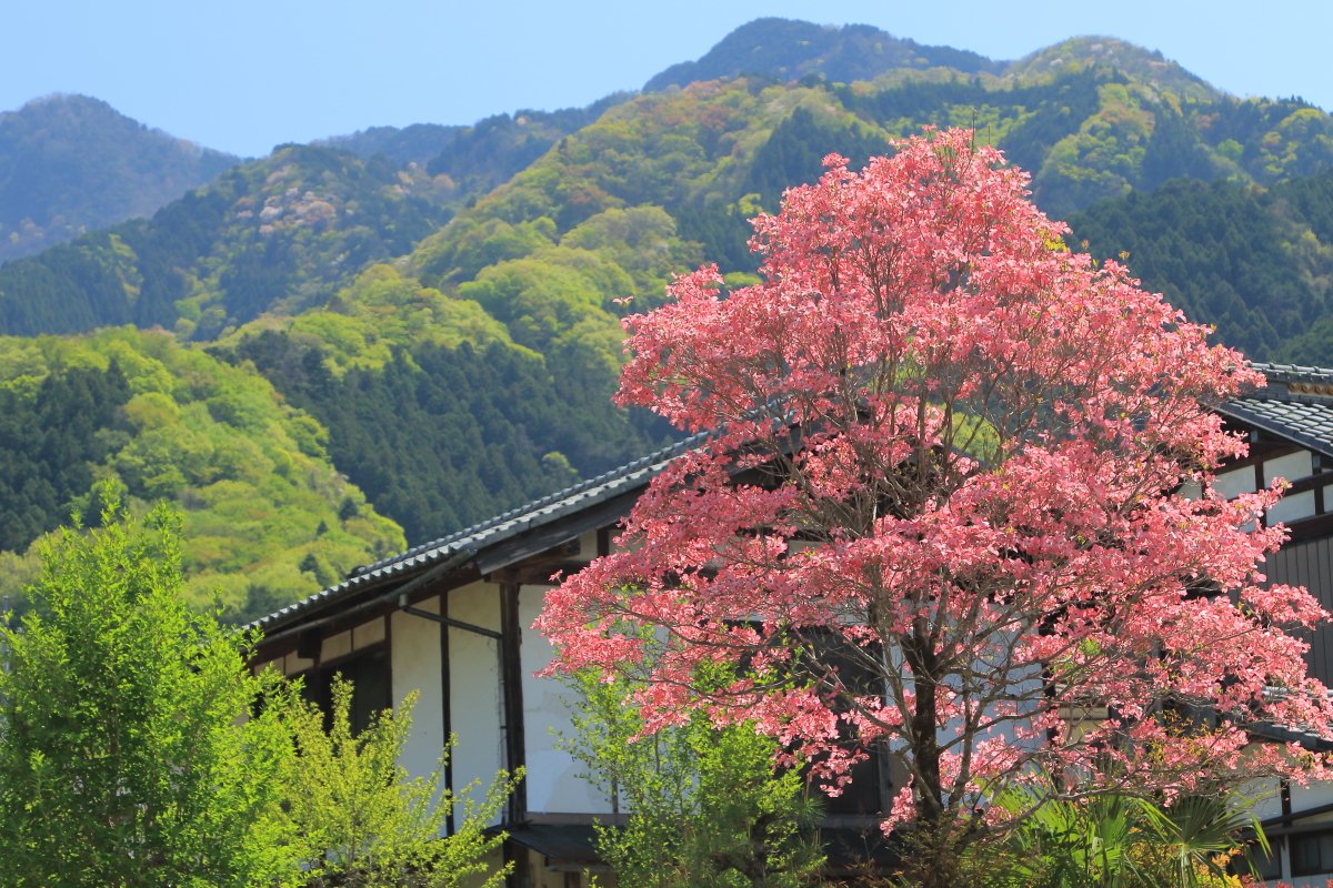 銀河急行🌠ちちぶ９９９号 tweet media