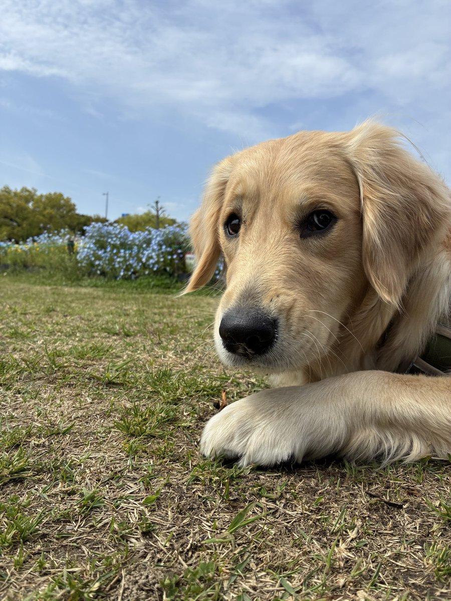 るん♀ゴールデンレトリバー tweet media