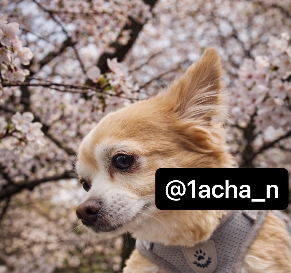 あちゃん🪼 tweet media