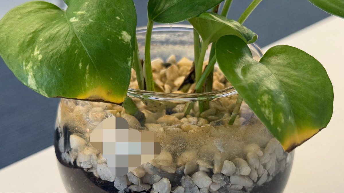 🪷 رولا tweet media