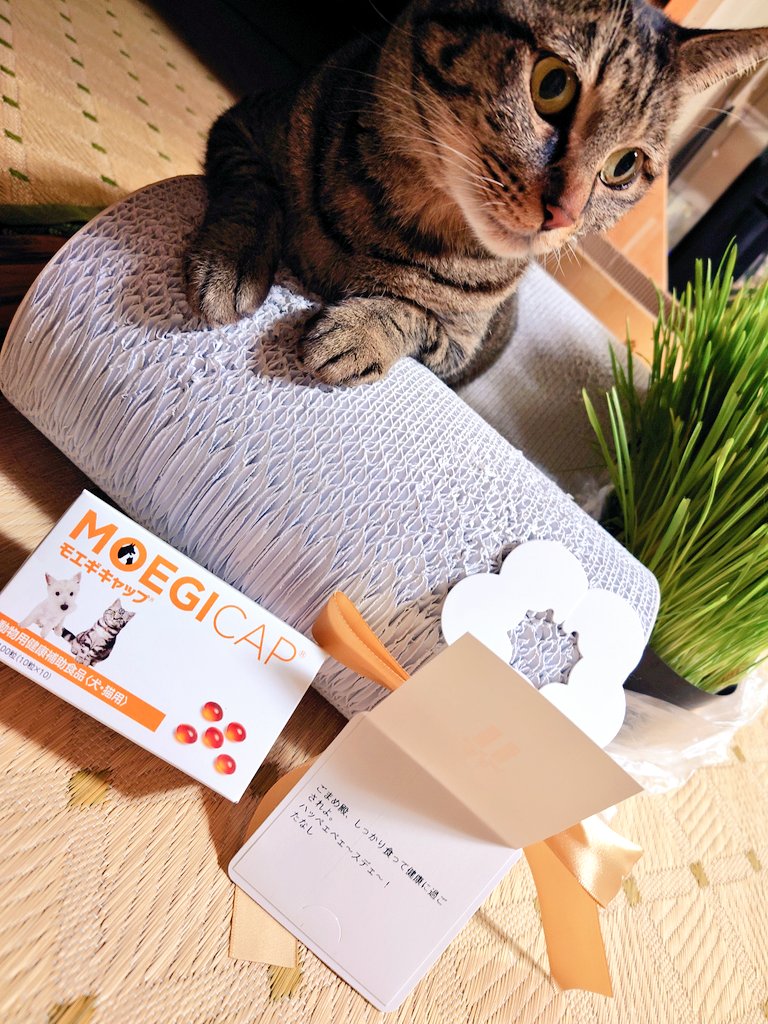 さ　ねこ tweet media