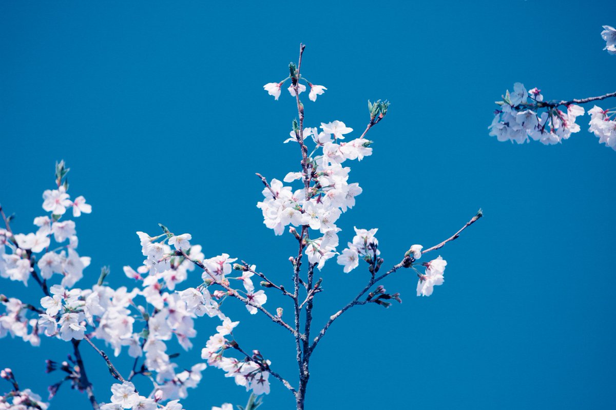 gustfronty797's tweet photo. Spring blue https://t.co/jeLXGjuPu6