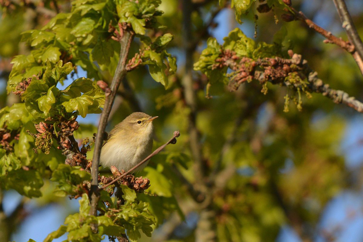 LMHooperbirder's tweet photo. Some good weekend birding on Hayling, more details here - https://t.co/G3IYloBQFw

📸 - willow warbler, wood warbler, whinchat, wheatear https://t.co/mzzj3HCd6N
