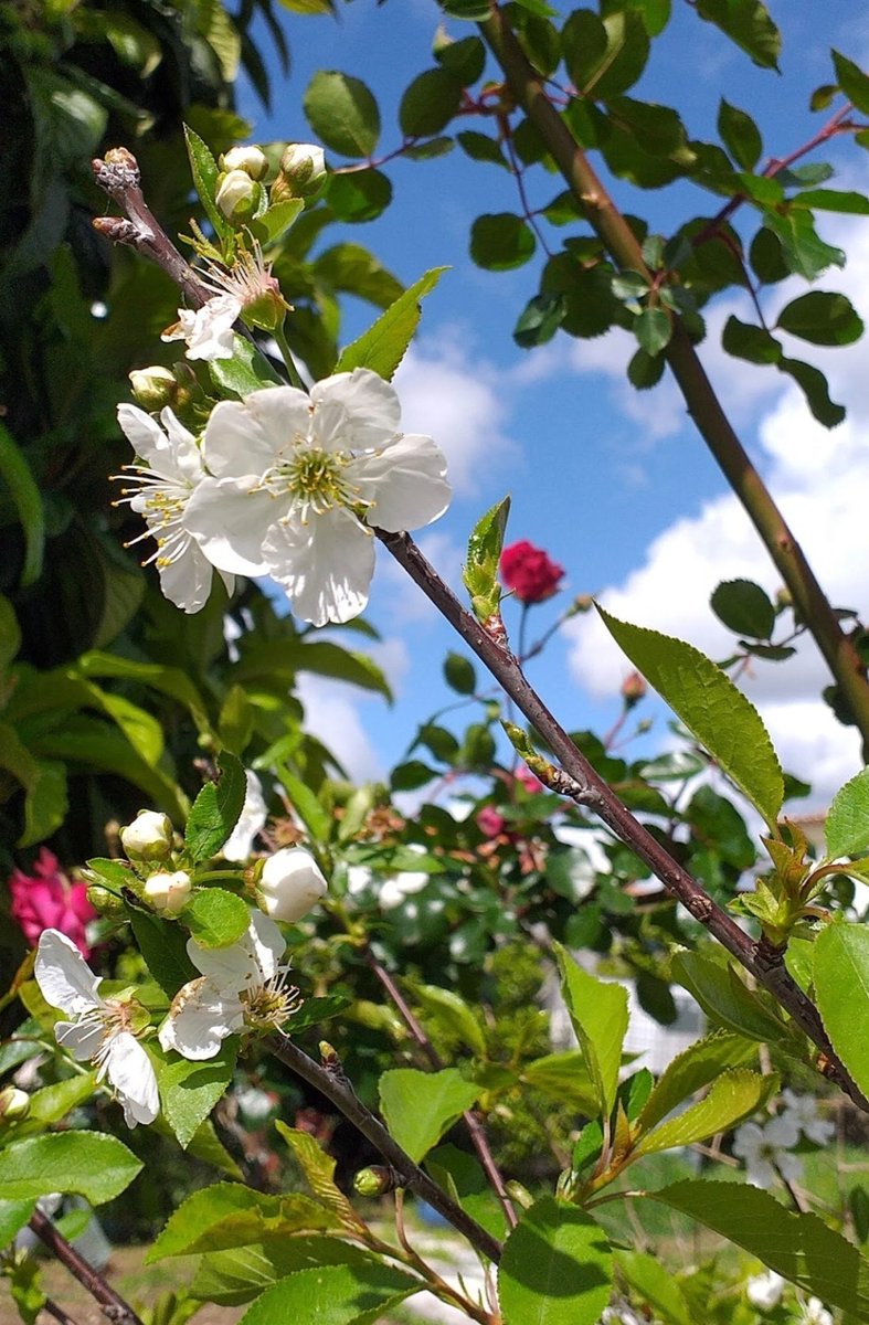 Kastanienzweig's tweet image. I love spring 🌿🌷🌼🌻
#springvibes #natureflower