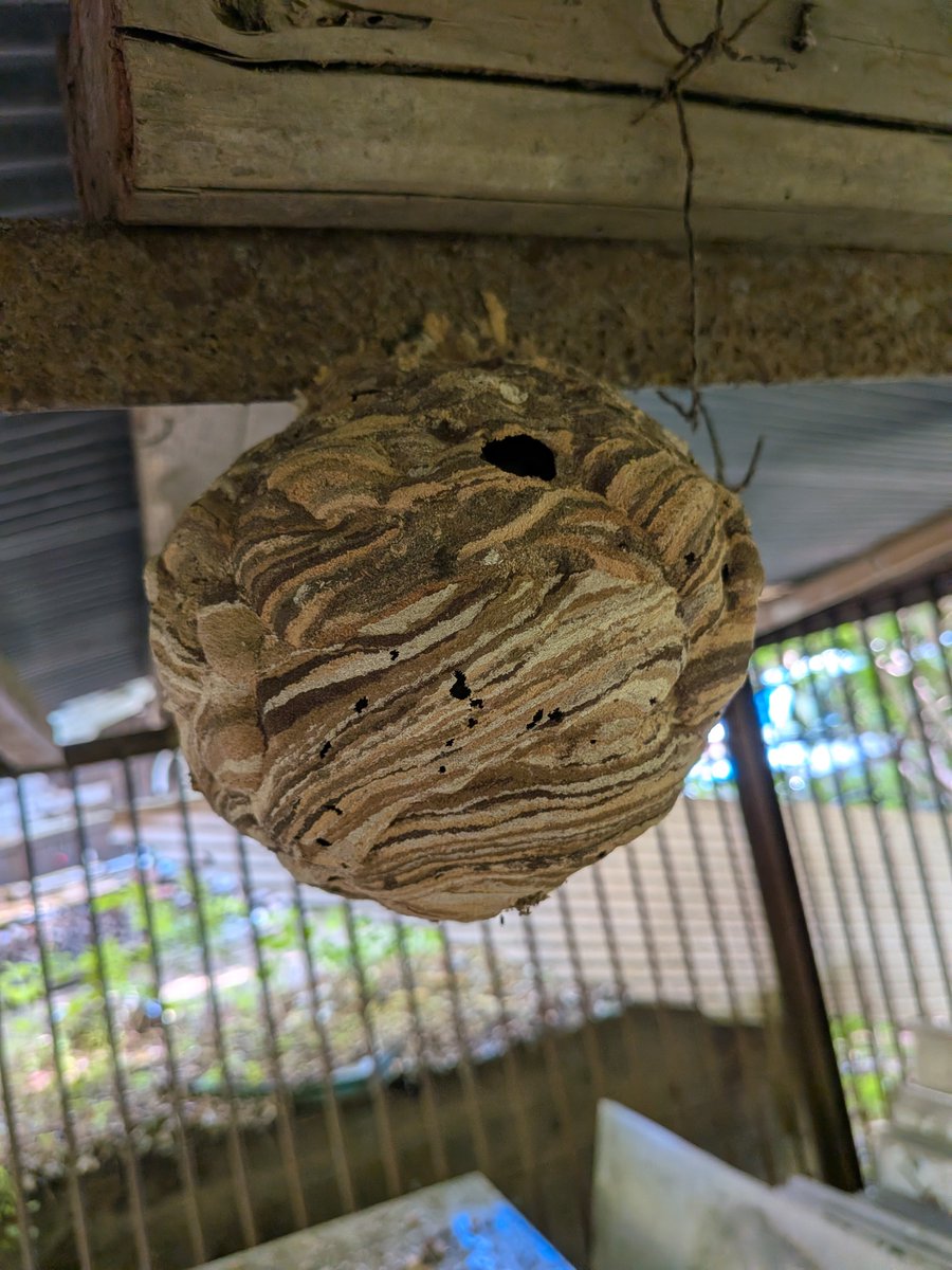 #山吹 #キジ #蜂の巣