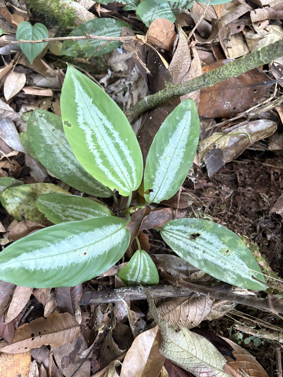 Plants Base tweet media