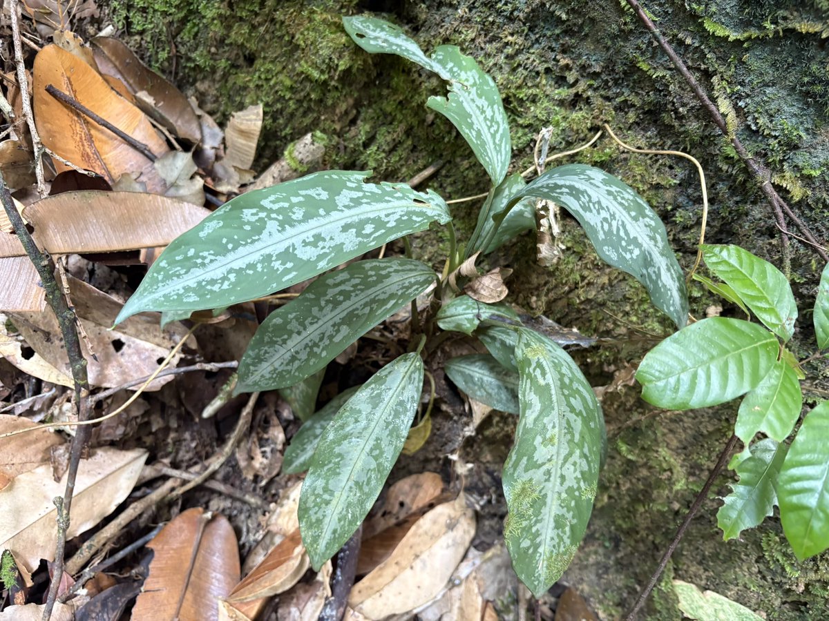 Plants Base tweet media